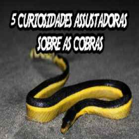 5 curiosidades assustadoras sobre as cobras