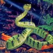 9 mistérios sobre as serpentes