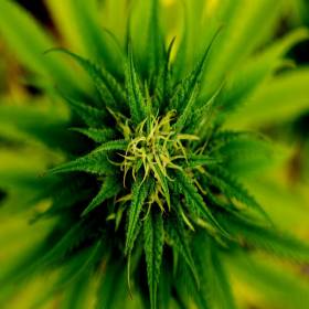 A história da Cannabis: A origem do narcotráfico