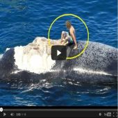 Australiano idiota surfa em carcaça de baleia