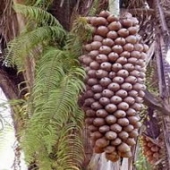 Babaçu: palmeira brasileira