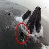 Baleia quase engole mergulhadores na califórina