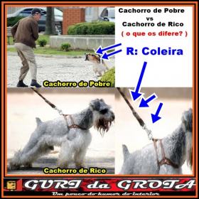 Cachorro de Pobre vs Cachorro de Rico