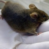 Cientistas clonam rato a partir de gota de sangue