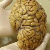 Cientistas criam mais detalhado modelo 3d do cérebro humano