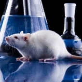 Cientistas implantam falsas memórias em ratos (com video)