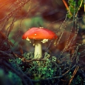Cogumelos mágicos não estão ligados a problemas de saúde mental
