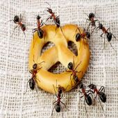 Como Se Livrar de Formigas de Forma Natural
