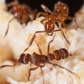 Conheça a incrível dinâmica de guerra das formigas (com video)