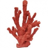 Coral, gema orgânica, incentiva o amor a natureza