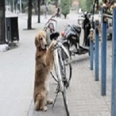 Cão cuida da bicicleta de seu dono