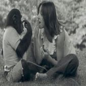 Curiosidades Sobre Chimpanzés
