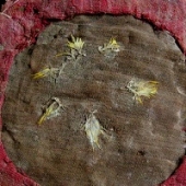 Descoberto antigo escudo emplumado num templo do peru