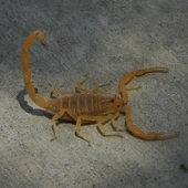 Descoberto fóssil de escorpião com 350 milhões de anos