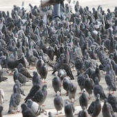 Doença em pombos na rússia deixa as aves como zumbis