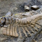 Enorme cauda de dinossauro descoberta no méxico (com video)