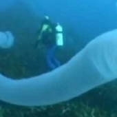 Enorme criatura do mar incandescente capturada em vídeo