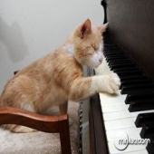 Gato cego que toca piano!