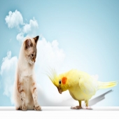 Gato e passarinho - É possível uma boa convivência?