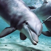 Golfinhos identificam-se pelo nome