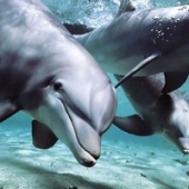 Golfinhos lembram-se de amigos que não viam há décadas