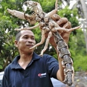Homem descobre criatura estranha na tailândia