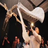 Museu Nacional Apresenta o Maior Réptil Voador Brasileiro