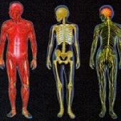 O corpo humano anatomia fatos e funções