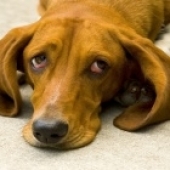Olhar de culpa de cachorros é imaginação dos donos
