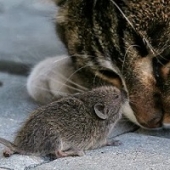 Parasitas que controlam a mente de ratos fazem-nos perder medo