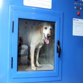 Pet Shop no Japão Inventa Máquina de Lavar Cachorros