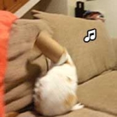 Que som esse gato está ouvindo?