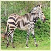 Sabia que nós, humanos, temos listras como as zebras?