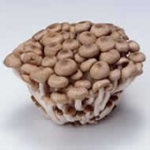 Shimeji, cogumelo, fonte de lisina e vitamina b1