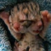 Video: gato com duas cabeças nasceu no oregon